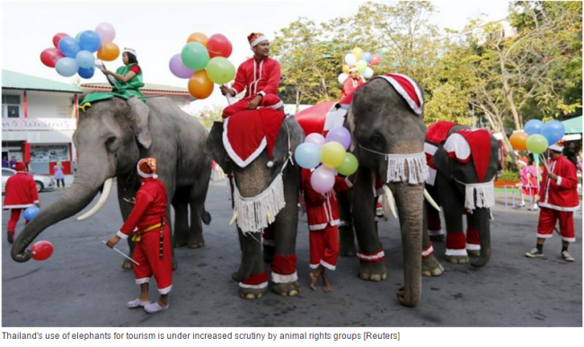 elephant_tramples_UK_tourist_to_death_in_Thailand