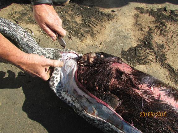 snake-swallow-porcupine (3)