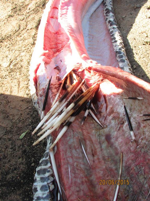 snake-swallow-porcupine (5)