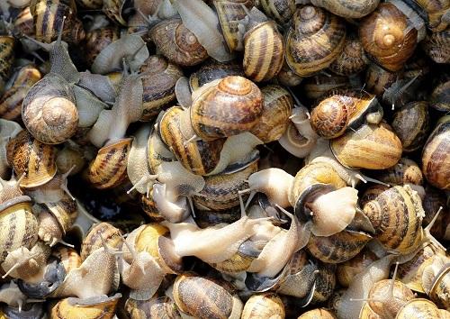 how-to-start-snail-farming-business