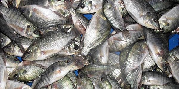 tilapia-farming-ghana-naijanetwork