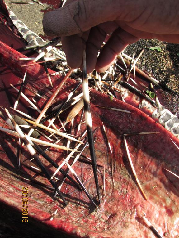 snake-swallow-porcupine (6)