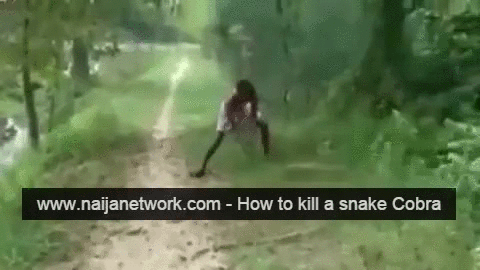 Shocking footage-Man kills huge cobra with bare hands to avenge sons death3